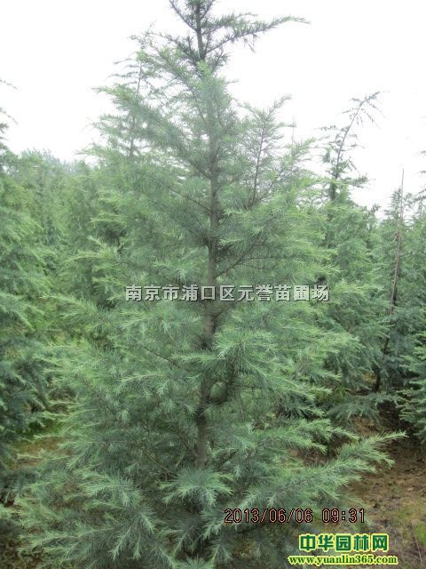 ѩ��2�ס�3�ס�4�ס�5��������