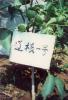 �޽Ӻ��ҳ�Ʒ��&nbsp;������&nbsp;ƻ����&nbsp;ӣ����