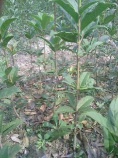 ��ҶŮ��40-110cm