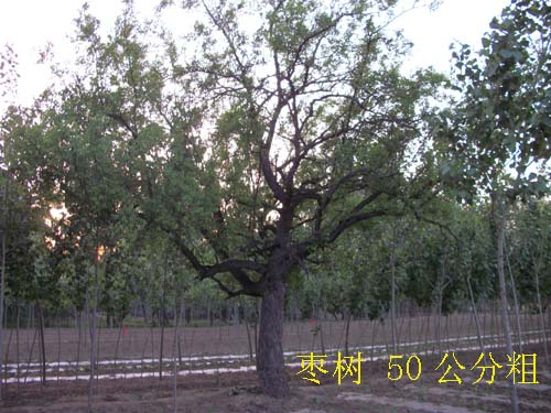 ������50���ִ�