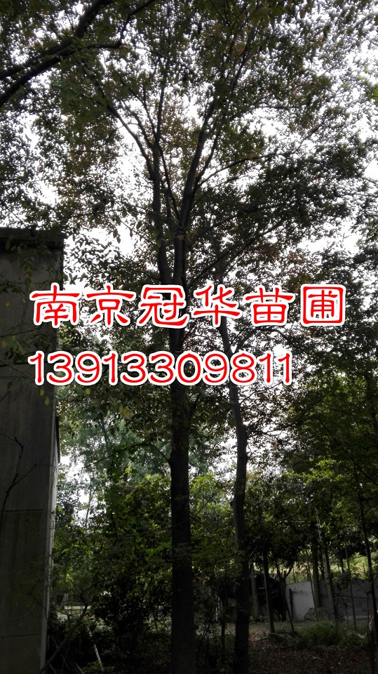 ֱ���ؾ�29�������30�������31�������32�������