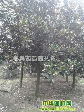 �������׾�8-16����