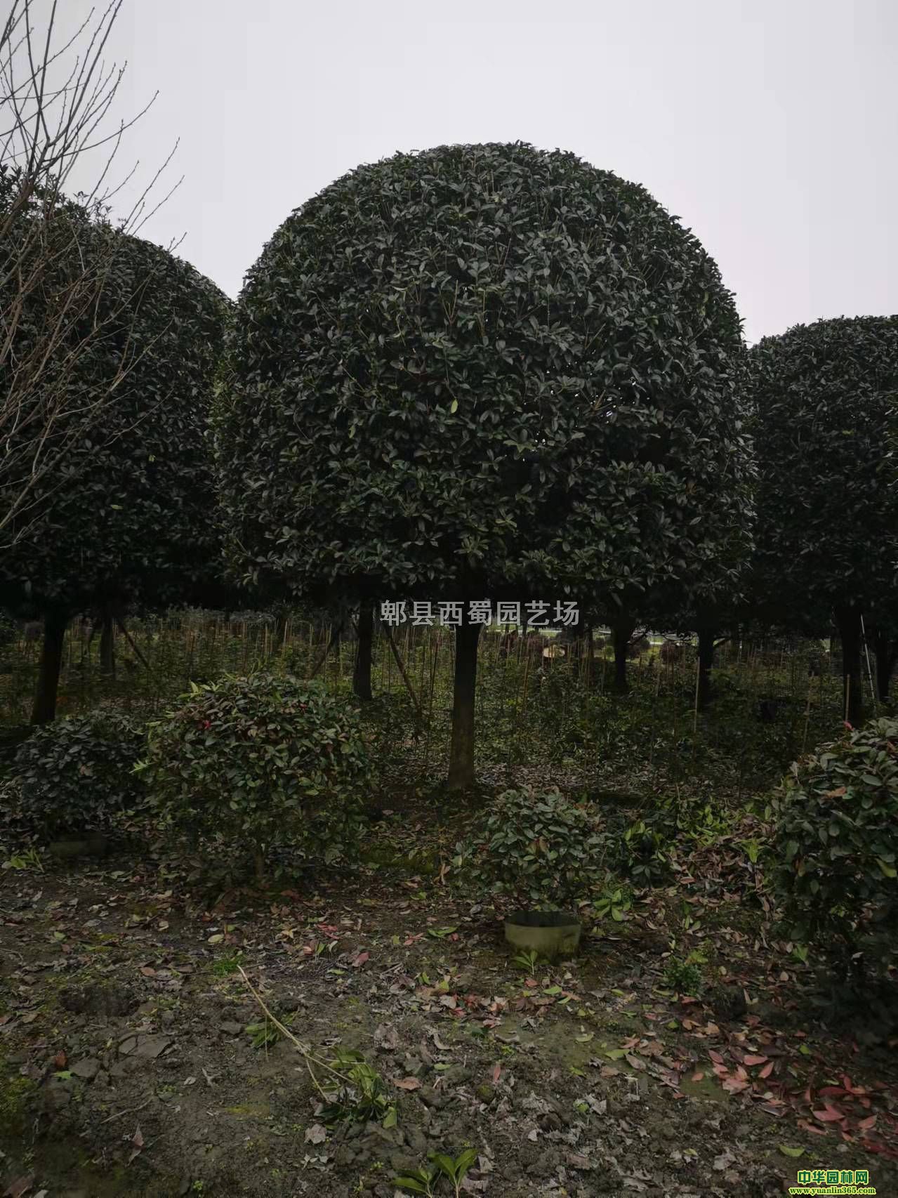 �ɶ���18-20cm��Ʒ