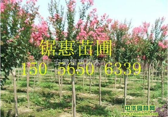 ��ޱ������ޱ��ޱ��Ʒ��ޱ�컨��ޱ
