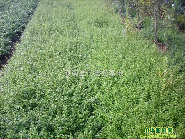 ����פ����СҶŮ�굱����50��������