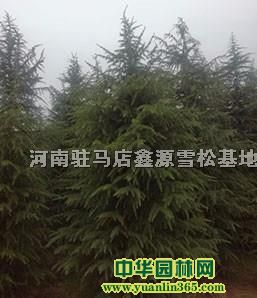 4��ѩ��