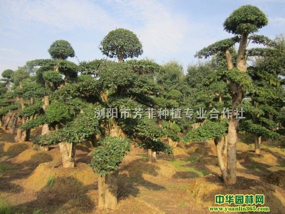 ��������СҶŮ�ꡢ��������ľ�����ͳ�骡���÷�����޽Ӻ��۸�