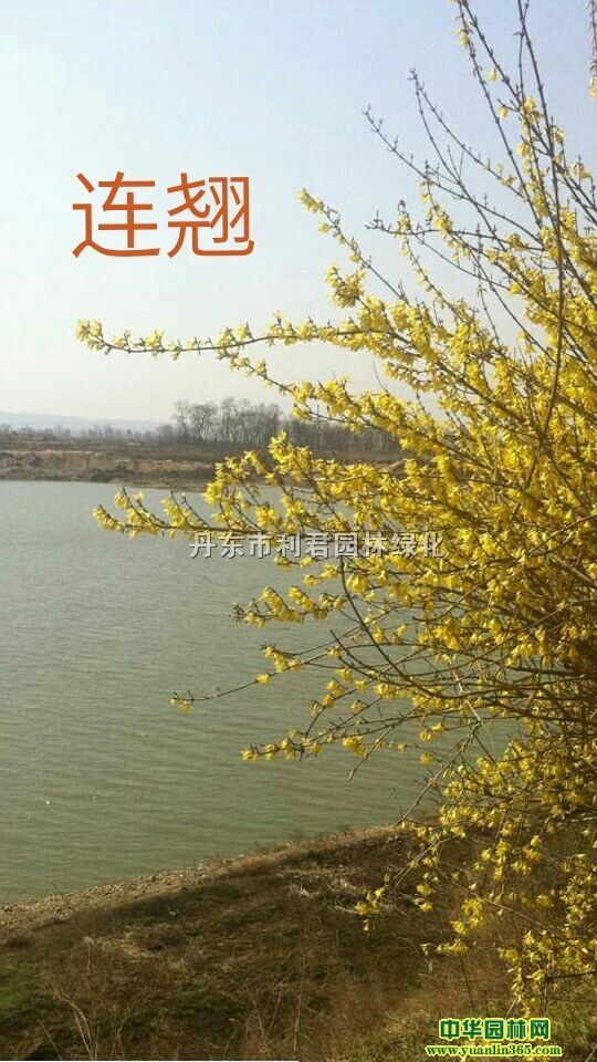 СҶ�����ҶС�ޡ����㡢�����ӽ��������̡�����ľ��ˮ������ľ