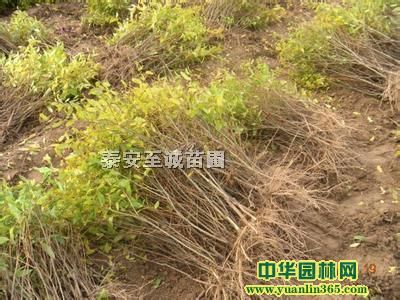 �����ʯ���硢����Ƥʯ����