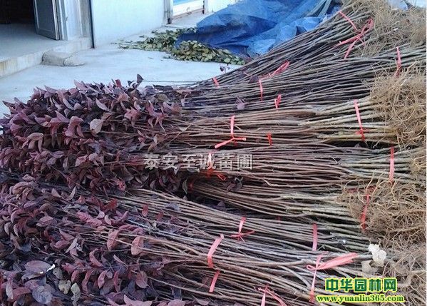 ��Ҷ�����硢��Ҷ�����硢��Ҷ÷����ľ