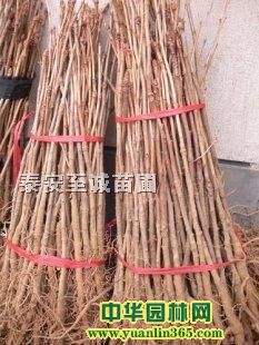 �����硢������ͩ�������ľ