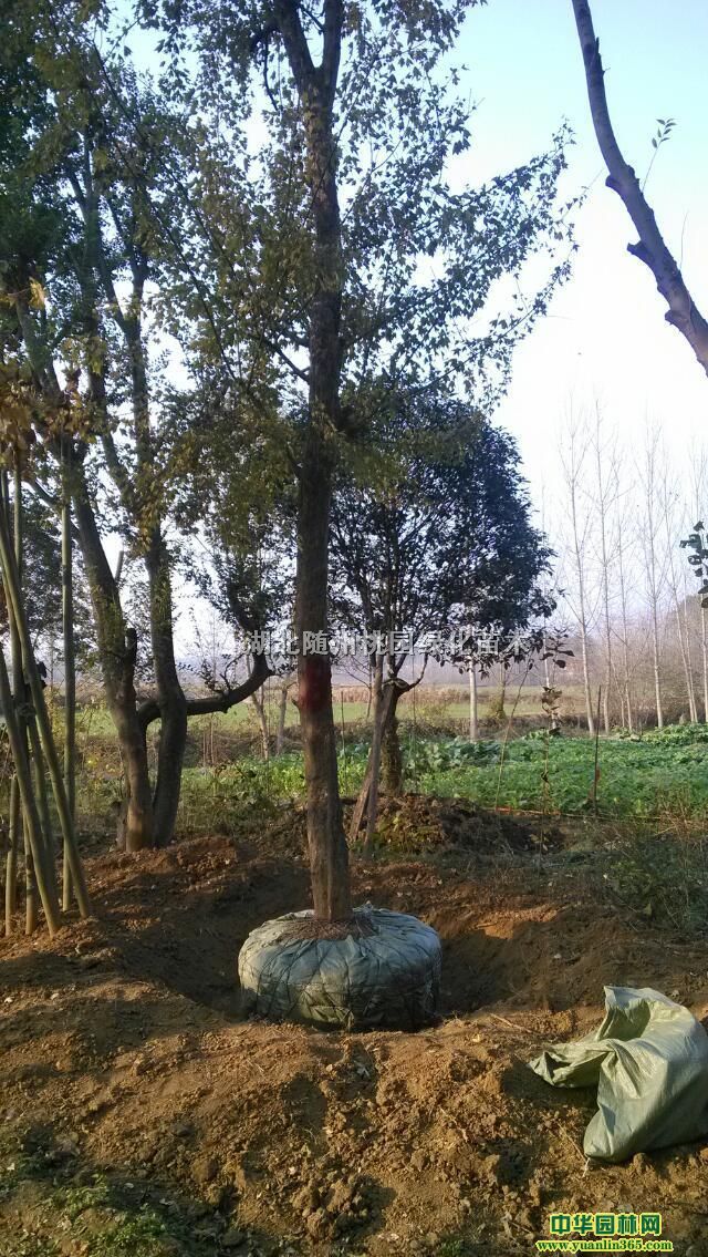 ���Ƿ㡢ľ�ϡ����������ǡ����ꡢ����������ľ