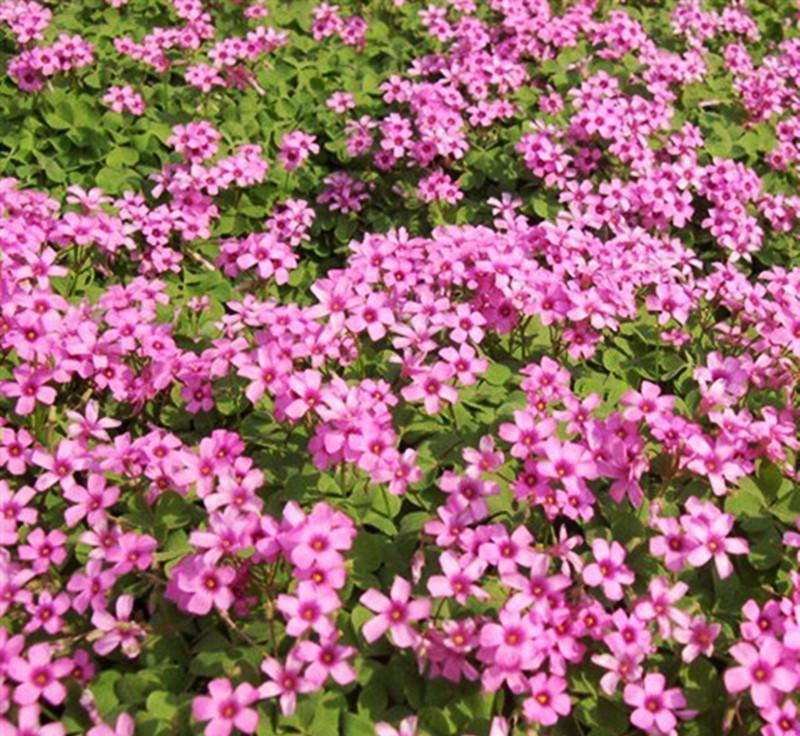 �컨ե������ľ