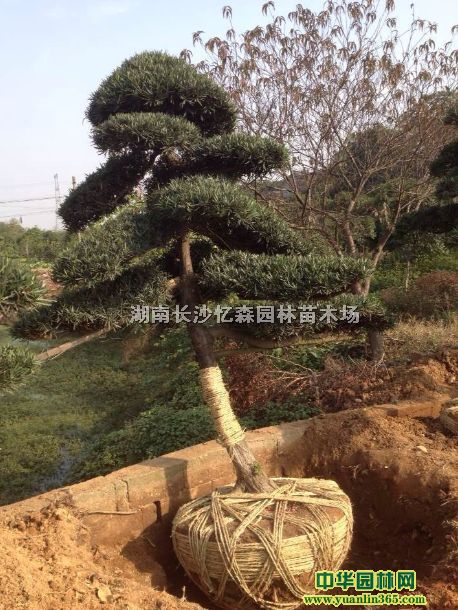 �����޺���10-80cm