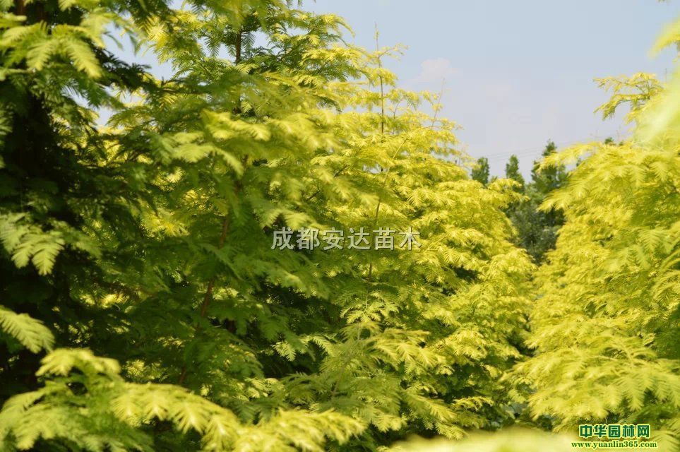 ��Ҷˮɼ