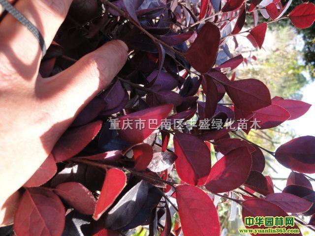 �컨��ľС��25-40cm