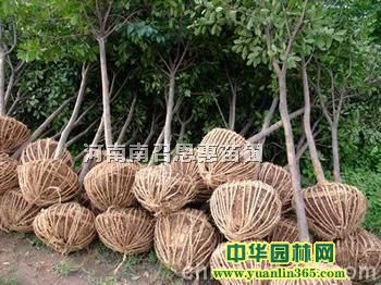 ʯ骡�������Ů��