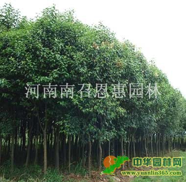 4���ִ�ҶŮ��