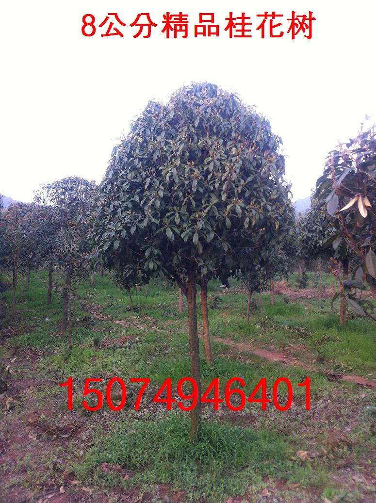 8-15���־�Ʒ����