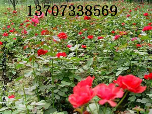 �Ứ�¼�С��30����