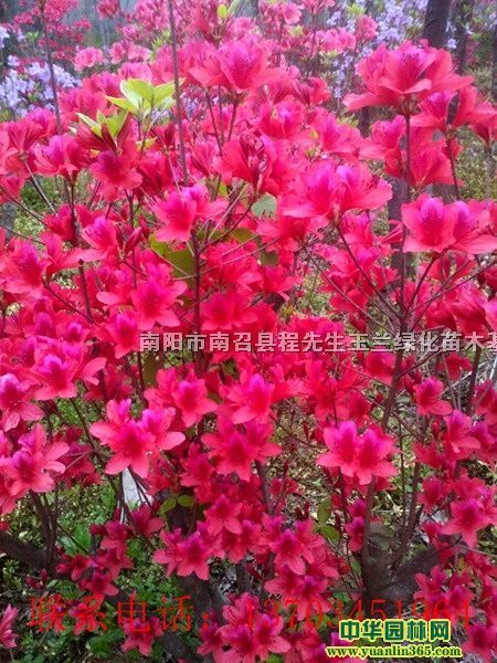 �ž顢ӳɽ�졢�����ž顢�辰�ž顢�ž���׮