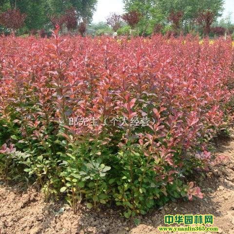 ��ҶС�ޡ���ҶС�ޡ���ҶС��
