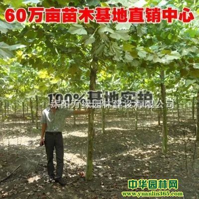 ��ľ���е����硢������ͩС�硢��ͩ����Ǥ����Ǥ��֦������