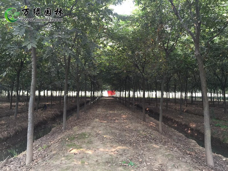 1-5cm��鷡�6-10cm��鷡�11-30cm���ֱ��