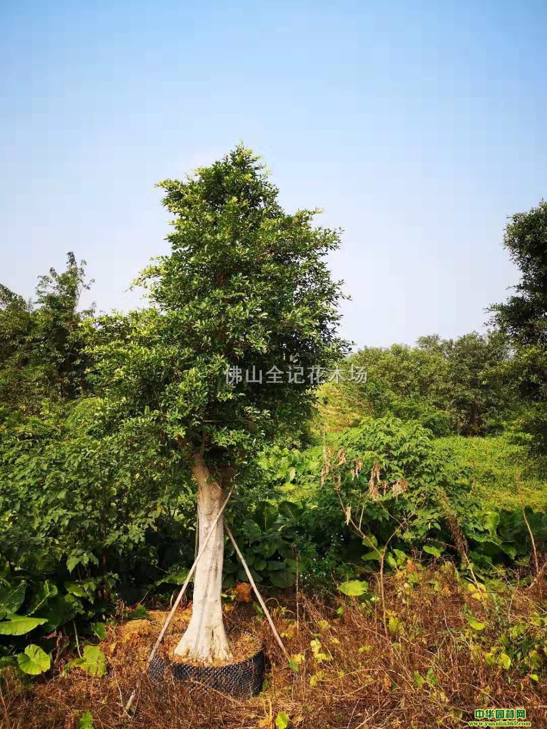 ϸҶ�ż�ֲ��30-50����