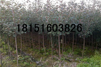 3���ֺ�Ҷʯ������Ͼ���Ҷʯ骲��ؼ۸�