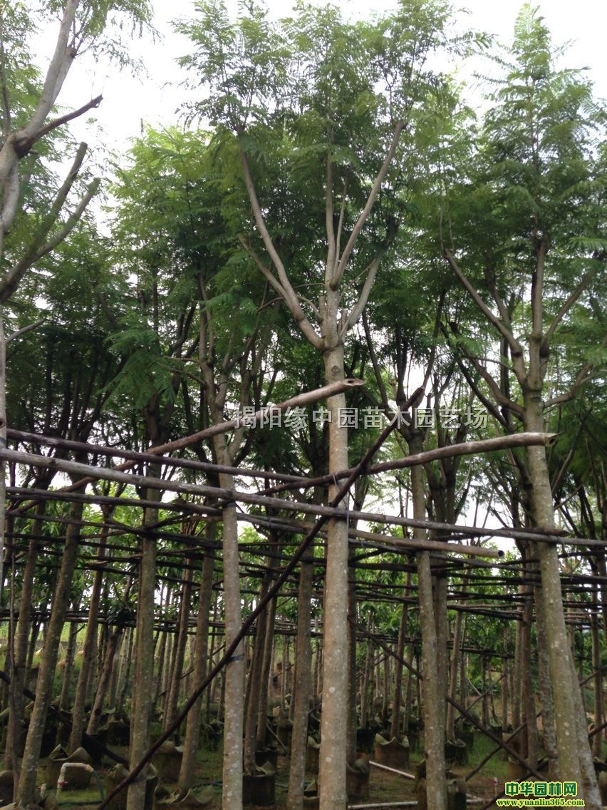 ����麹����ȫ