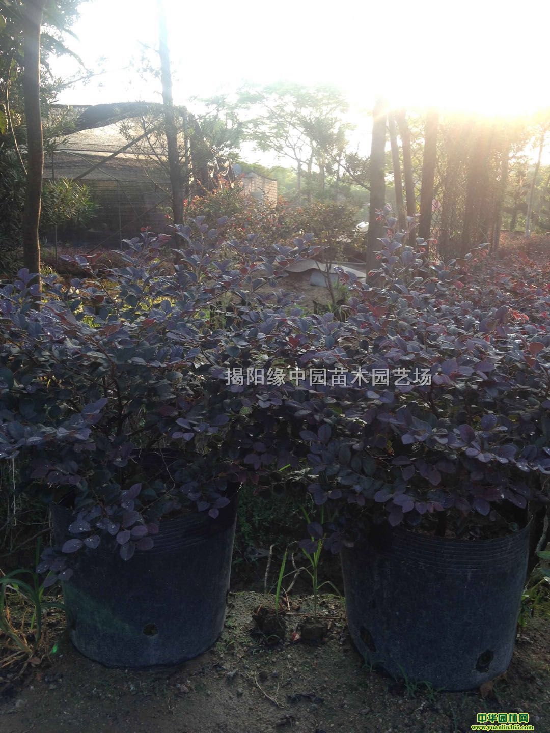 �㶫�컨��ľ���컨��ľ���硢�����к컨��ľ������ĺ컨��ľ��