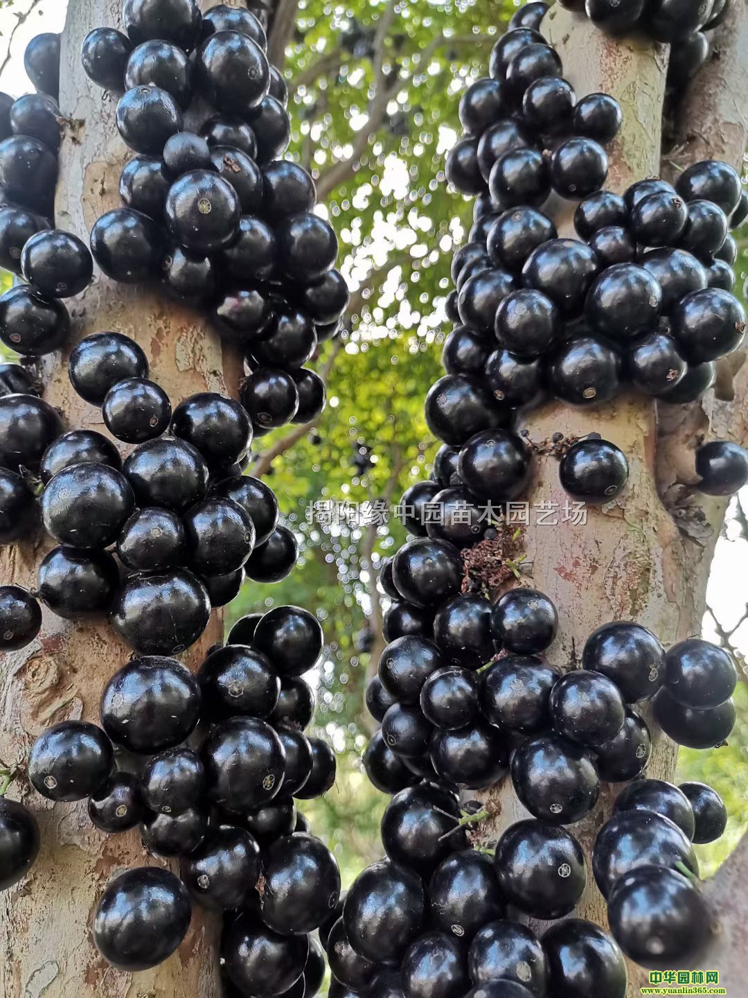 �α����۸�α�����Ӧ�α��������мα���