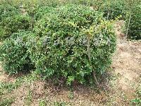 p40-300cm�޴̹��ǡ��޴̹���ɫ����