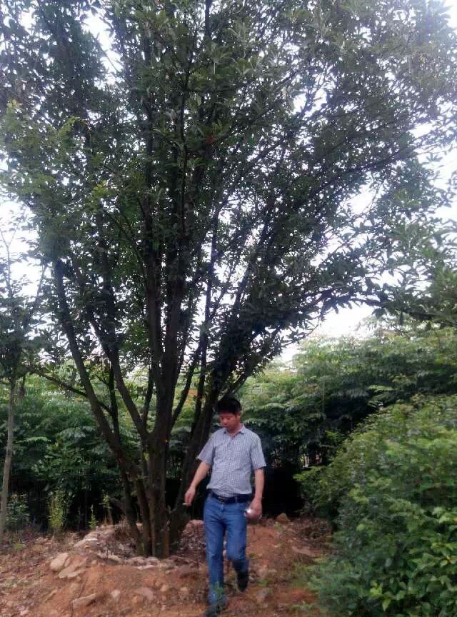 ��ʯ�