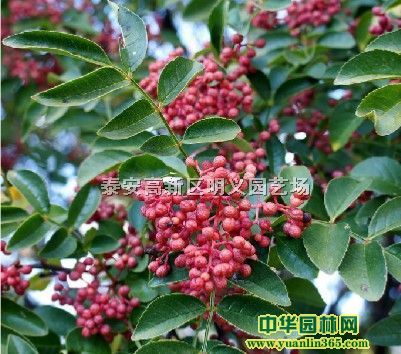 �����硢����ۻ����硢�໨����