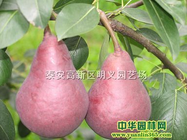 ������쿼��˹���硢��쿼��˹����