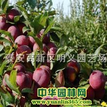 ���������硢�����硢�޽�������