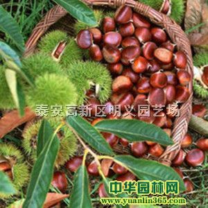 ����С�硢����ʵ��С�硢�����޽�С��