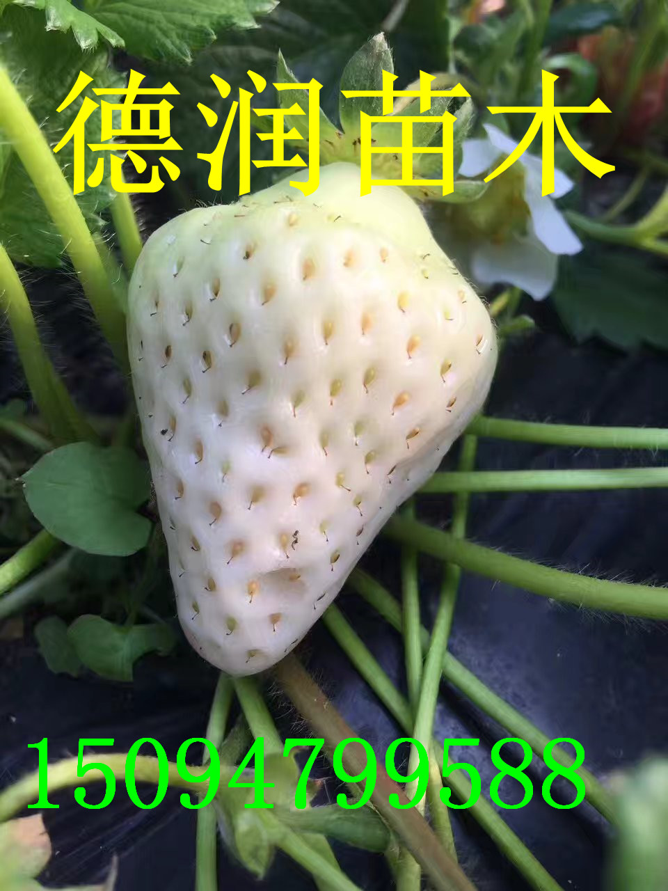 ��ѩ������ݮ���±��ۡ���ѩ������ݮ����������ֲ����