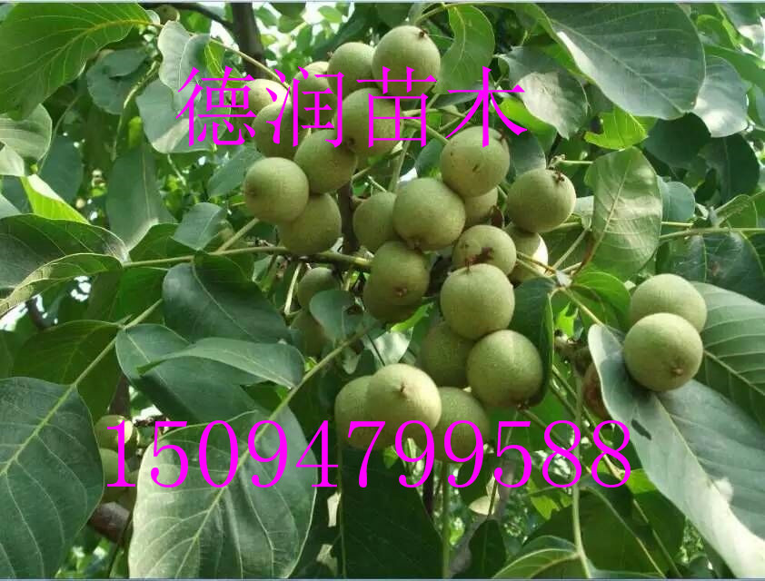 ֽƤ����Ʒ�ֽ��ܡ�ֽƤ�������±���