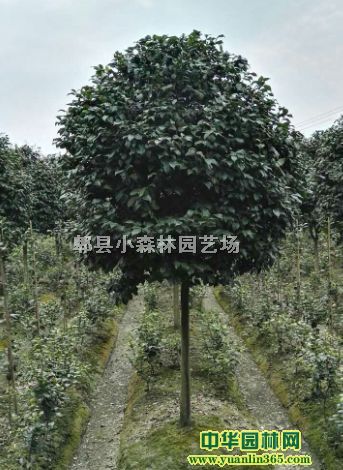 �Ĵ���Ʒ�軨���軨�򡢲軨���ء��߸˲軨���軨С��