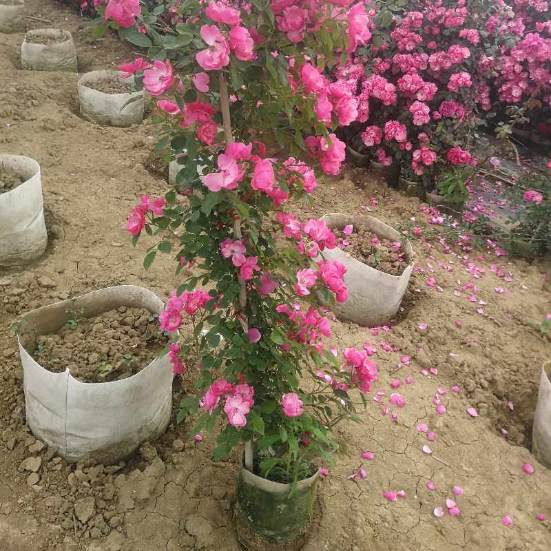 �ٱ��¼�����ǽ�ࡢ��ɫ�¼��������ٱ��¼������