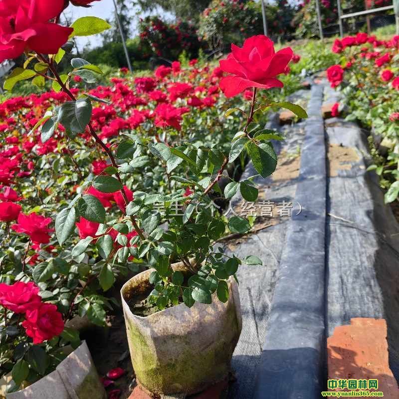 �¼����л���ϵ��һ��������������ϡ�Ǥ��С��