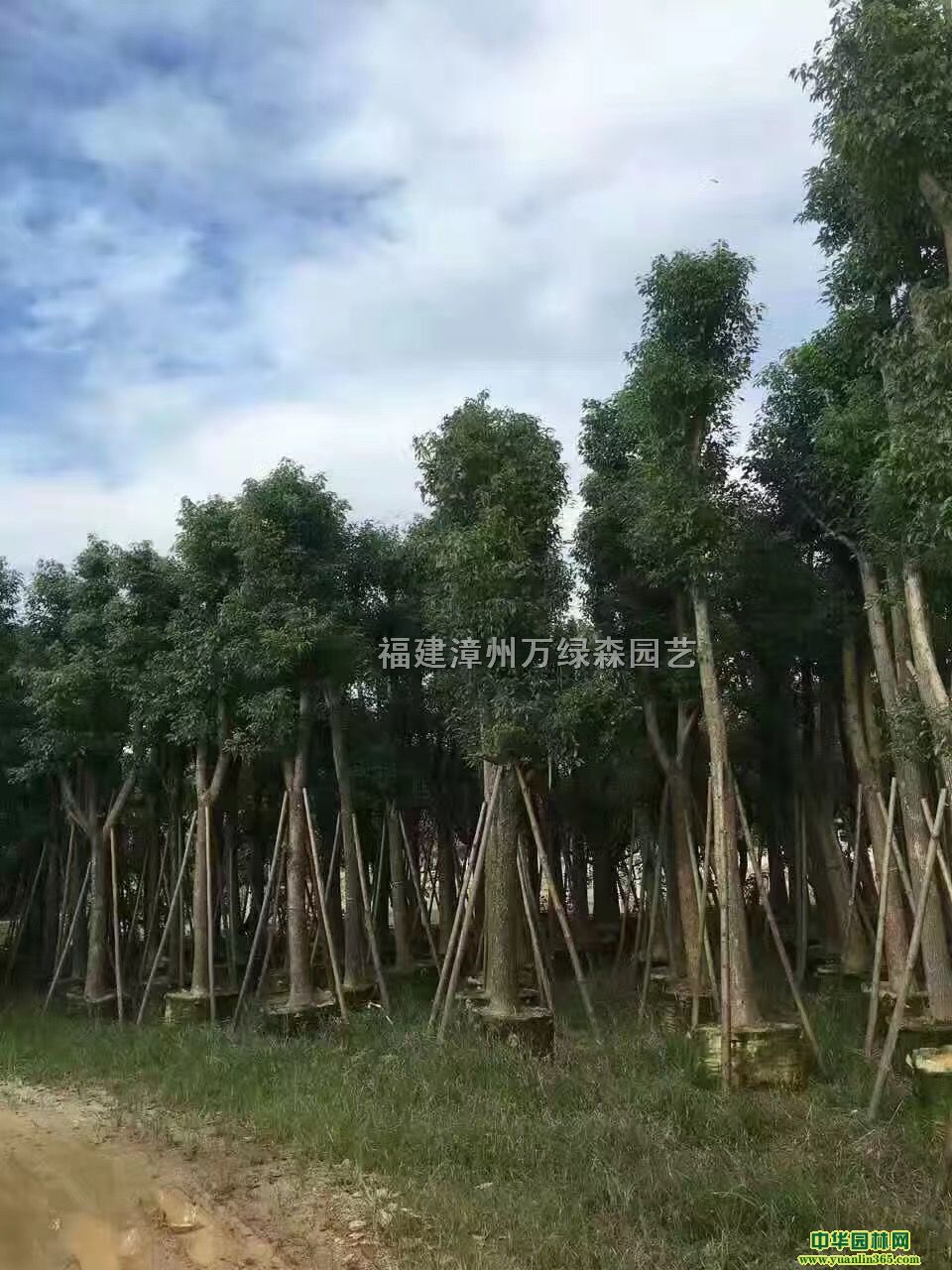 ����