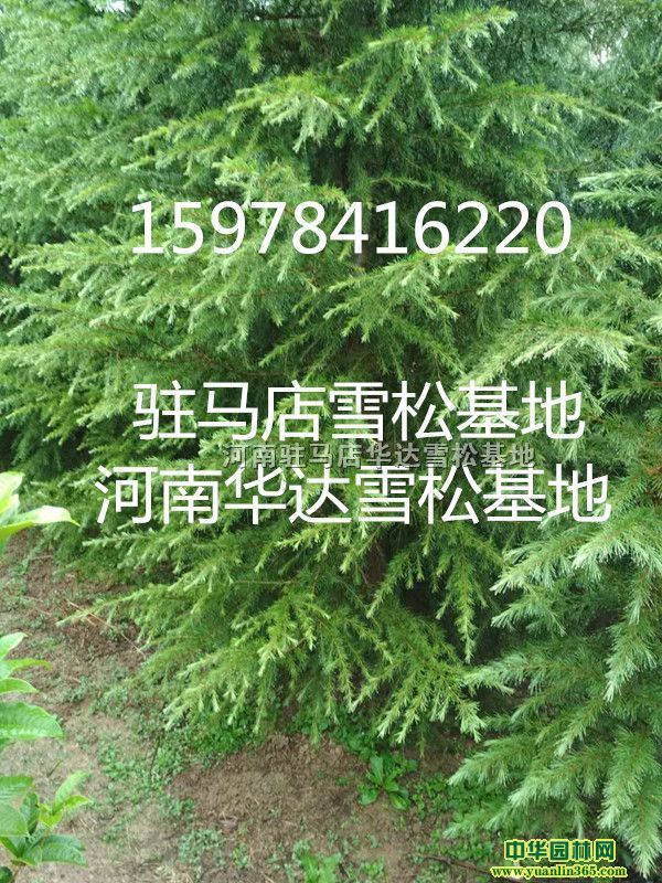 פ����ѩ�ɡ�15978416220������ѩ�ɻ���