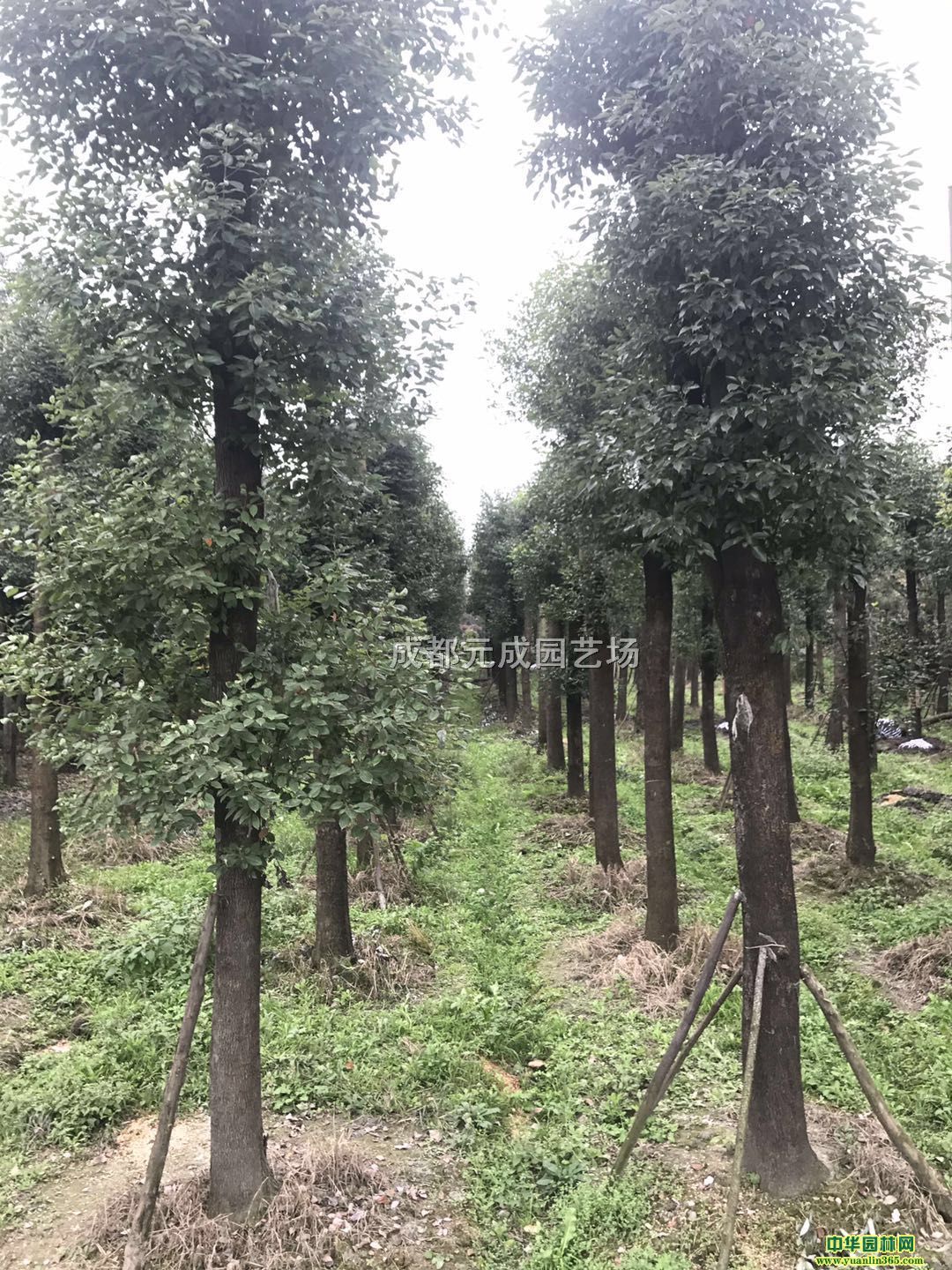 �Ĵ��ɶ�����19-20���ֽظ�����