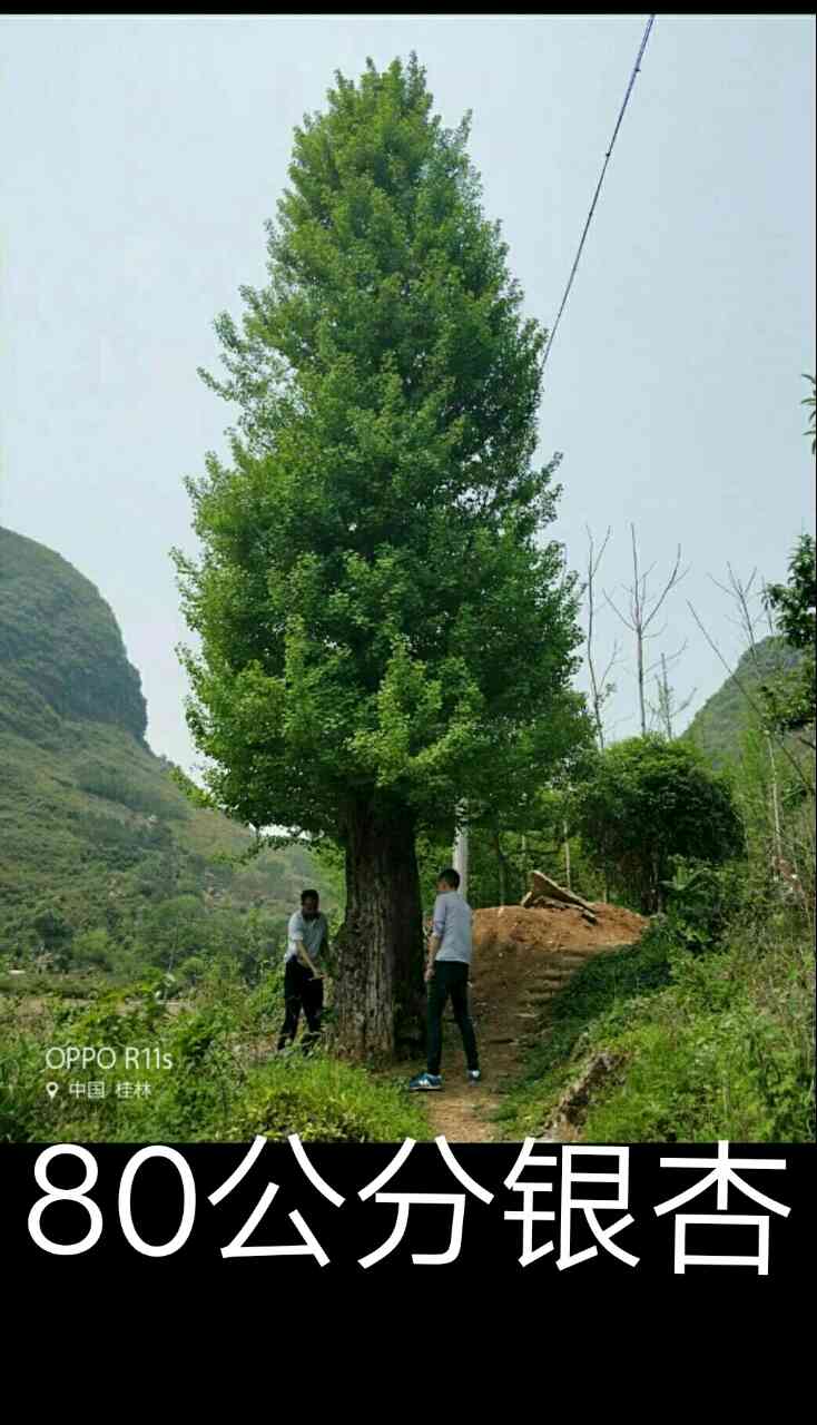 ����֮�硢���ֹ�񹤳��缰��Ʒ������50һ100����