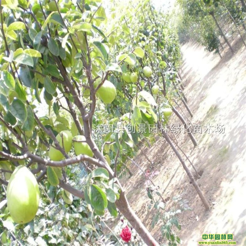 רҵ��ֲ���ֹ���̻����̡�ľ���̻���