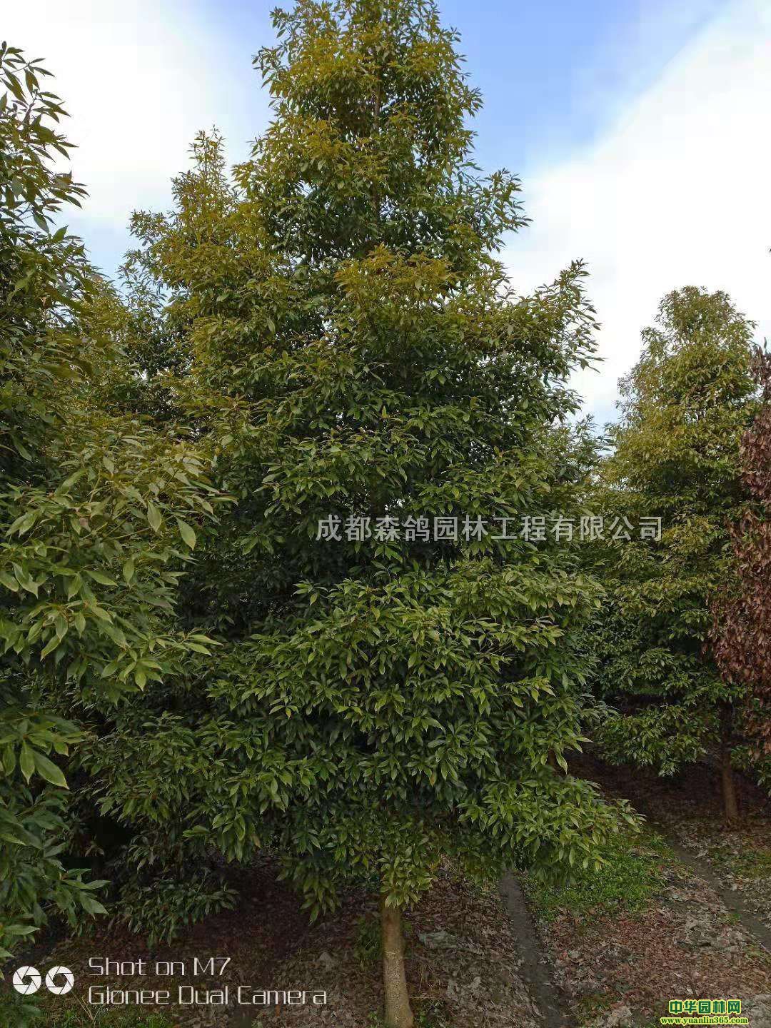�ɶ�СҶ��骡���ɫ�ľ���ء�5�����ľ������